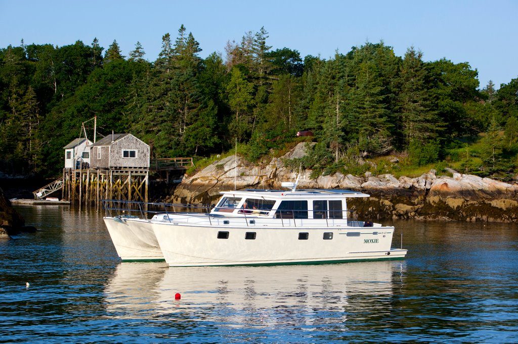 Maine Cat