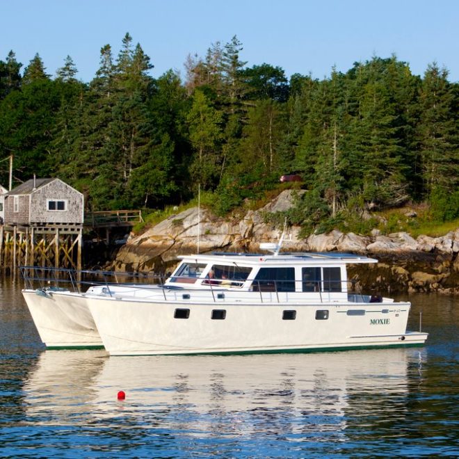 Maine Cat