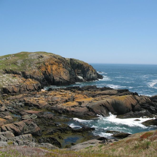 Friends of Maine's Seabird Islands