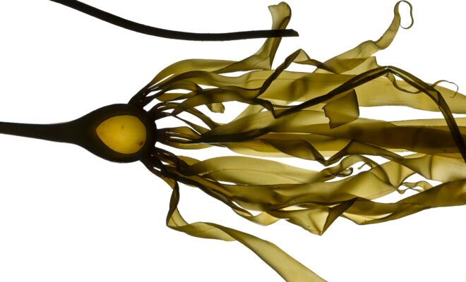 Josie Iselin Artist - Kelp from the tidal zone