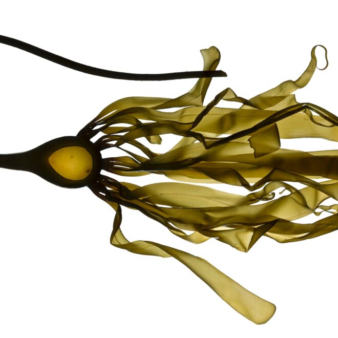 Josie Iselin Artist - Kelp from the tidal zone