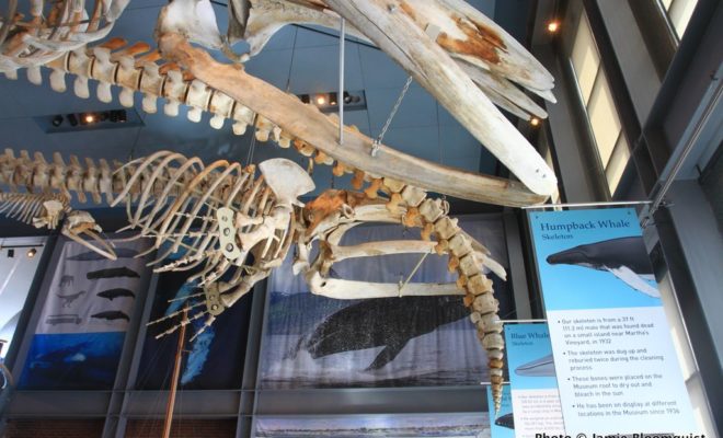 As you enter the museum, you see complete whale skeletons hanging above.