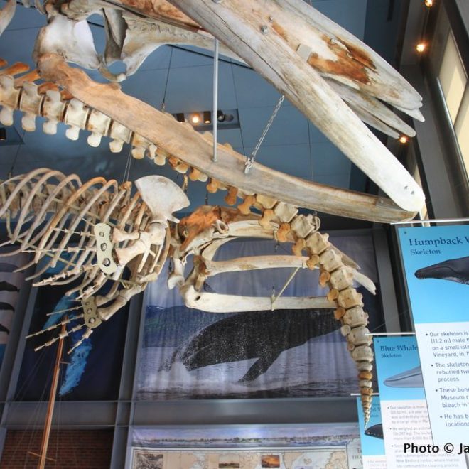As you enter the museum, you see complete whale skeletons hanging above.