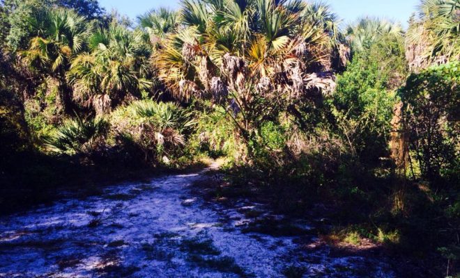 A sandy trail at the Hobe Sound National Wildlife Refuge.