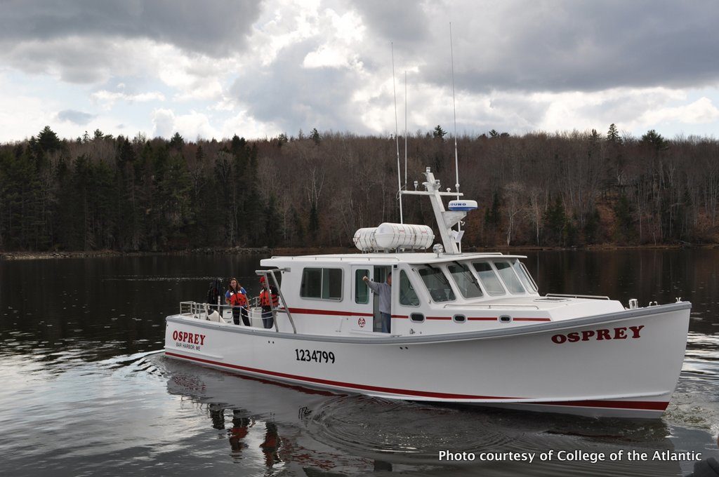 Osprey sets sail in Surry. Photo by Mindy Viechnicki.