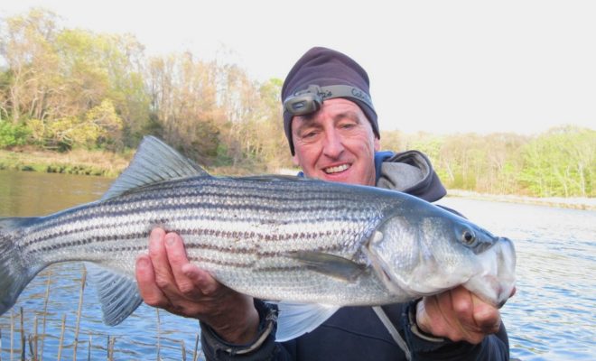 A nice, fat 28-inch striper that took a Zoom fluke on a small jighead.