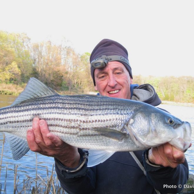 A nice, fat 28-inch striper that took a Zoom fluke on a small jighead.