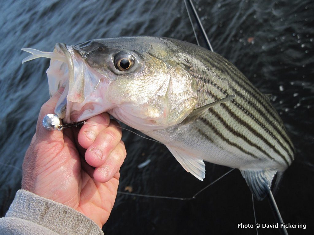To find early season stripers, think shallow and moving waters.