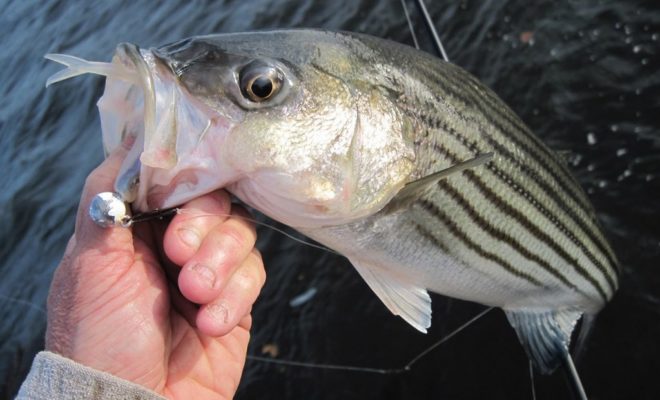 To find early season stripers, think shallow and moving waters.