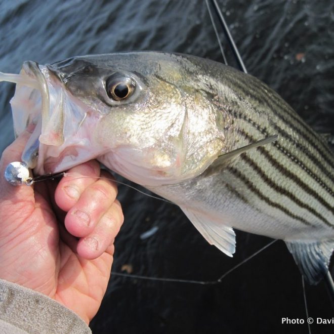 To find early season stripers, think shallow and moving waters.