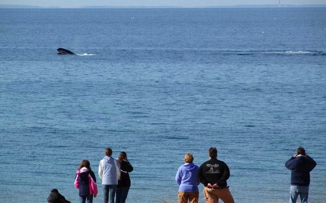 Whales putting on a show in front of volunteers at Race Point Light, off Provincetown, Massachusetts.