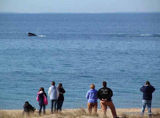 Whales putting on a show in front of volunteers at Race Point Light, off Provincetown, Massachusetts.