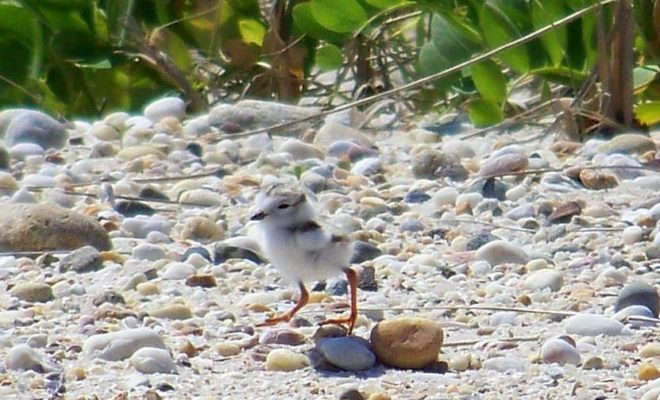 A piping plover chick. In the past 15 years, 78 nesting pairs have fledged 101 chicks on NH beaches.