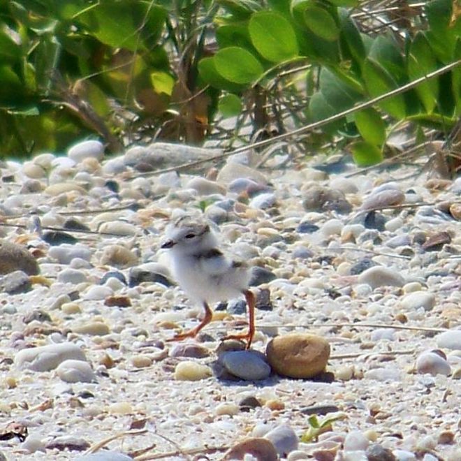 A piping plover chick. In the past 15 years, 78 nesting pairs have fledged 101 chicks on NH beaches.