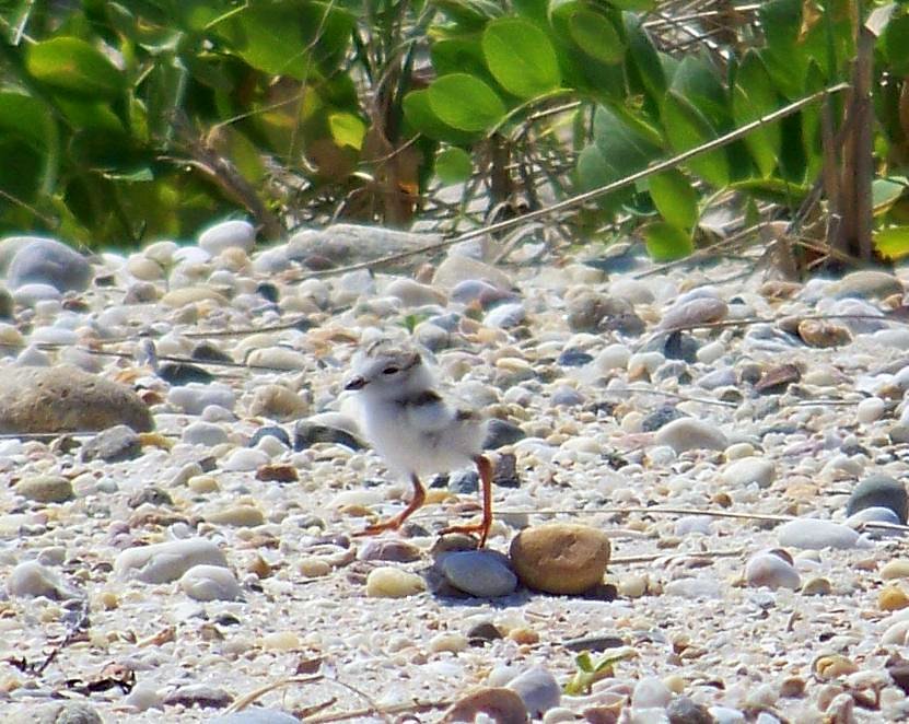 A piping plover chick. In the past 15 years, 78 nesting pairs have fledged 101 chicks on NH beaches.