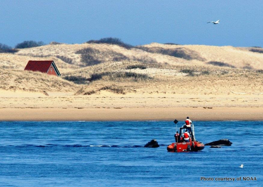 NOAA researchers off Race Point.
