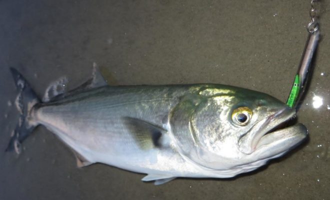 Tons of small bait has attracted good numbers of small bluefish to the south shore oceanfront. This one hit the Kastmaster XL.