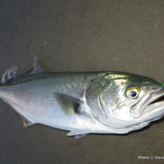 Tons of small bait has attracted good numbers of small bluefish to the south shore oceanfront. This one hit the Kastmaster XL.