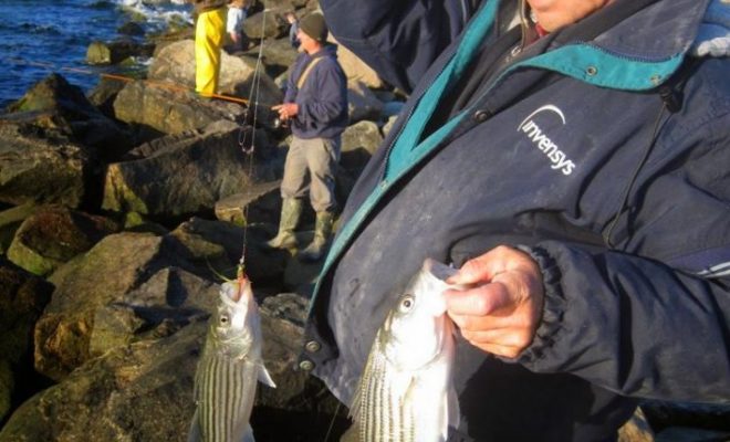 The spring striper run at the Rhode Island shorefront and in Narragansett Bay is a special time for anglers.