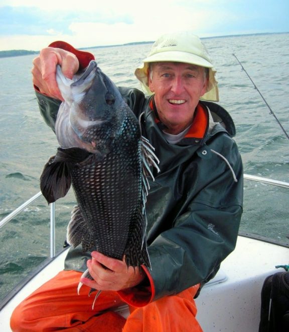 One of the thirty-five nice black sea bass we landed during an outing in Buzzards Bay.