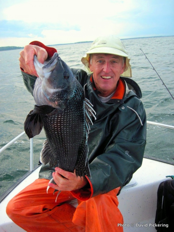 One of the thirty-five nice black sea bass we landed during an outing in Buzzards Bay.