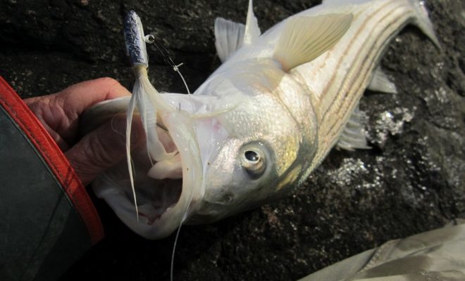 This striper was a near-keeper, landed on a bucktail jig from the shore. This striper was a near-keeper, landed on a bucktail jig from the shore.