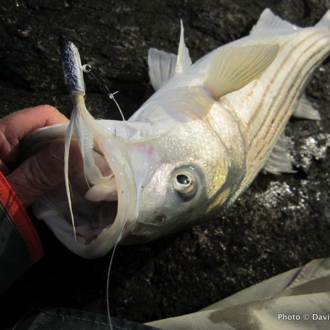 This striper was a near-keeper, landed on a bucktail jig from the shore.