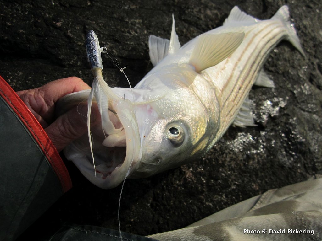 Striper Fishing Has Arrived on the New England Shore US Harbors