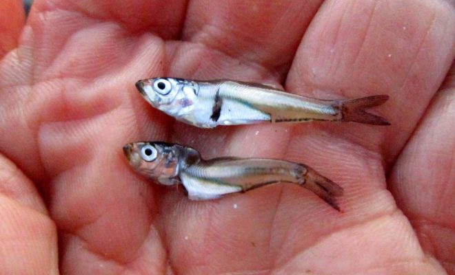 The bay anchovies have arrived in big numbers. They are small now, less than an inch in size, but there are tons of them.