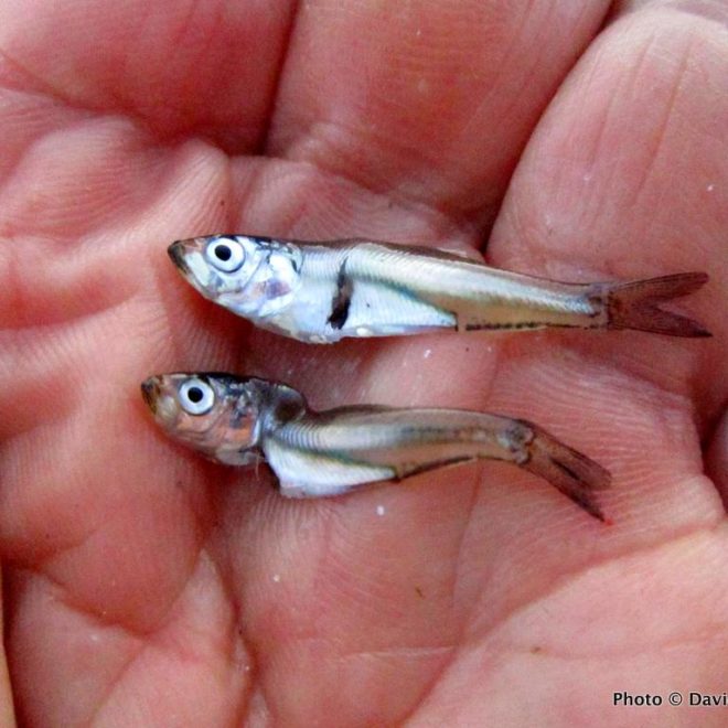 The bay anchovies have arrived in big numbers. They are small now, less than an inch in size, but there are tons of them.