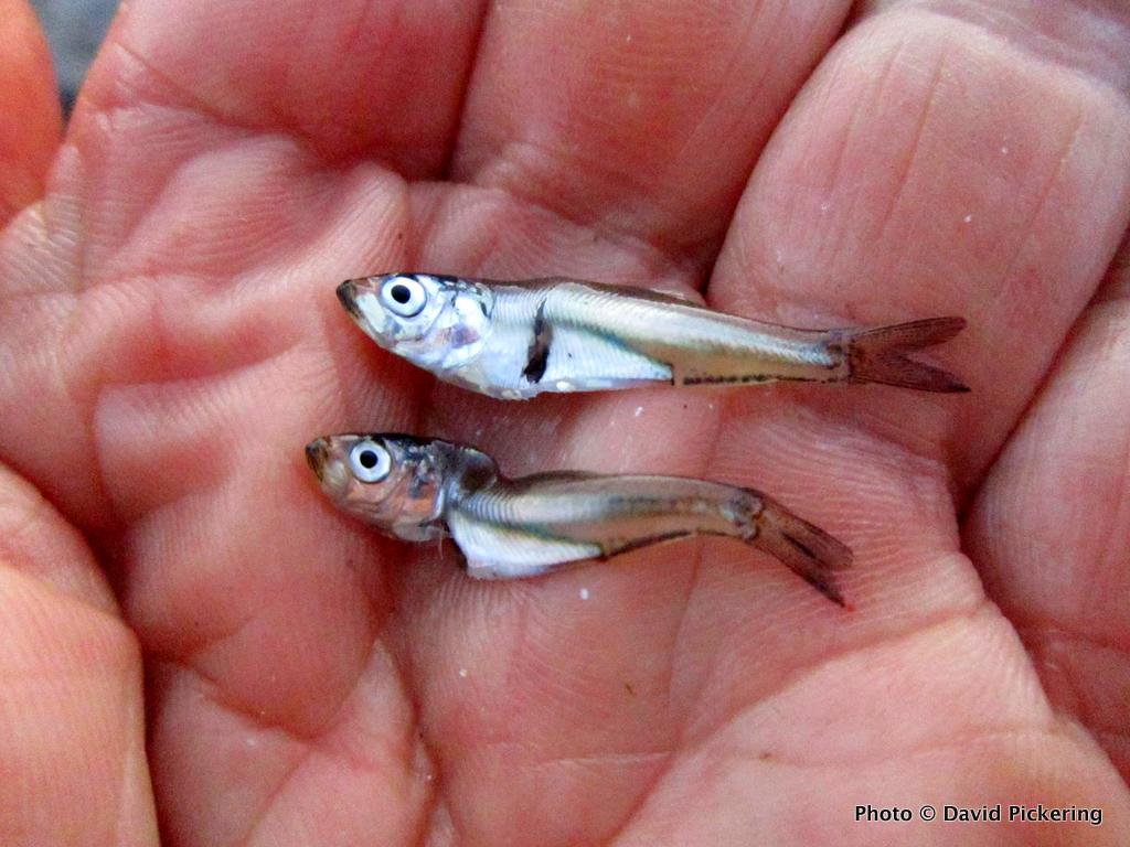 Anchovies In Narragansett Bay Blues, Stripers, Fluke to Follow US