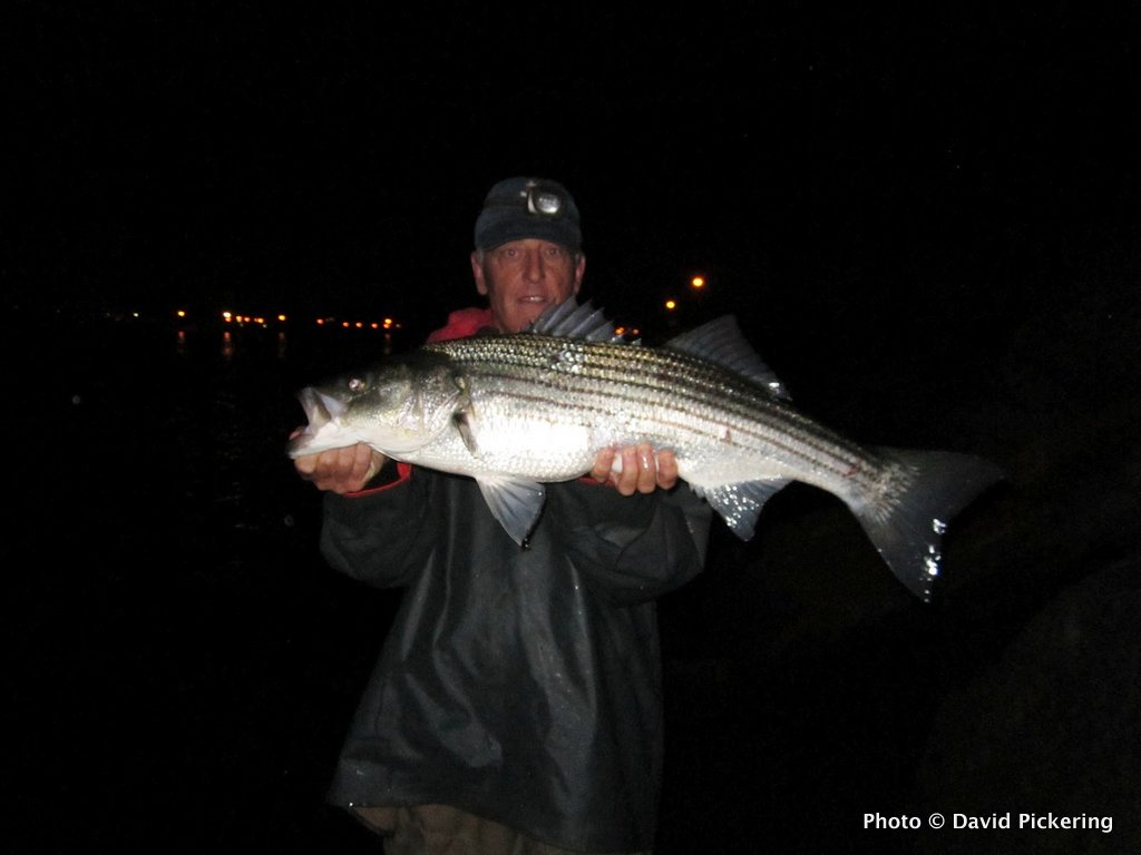 Night Striper Fishing at the Cape Cod Canal is on Fire