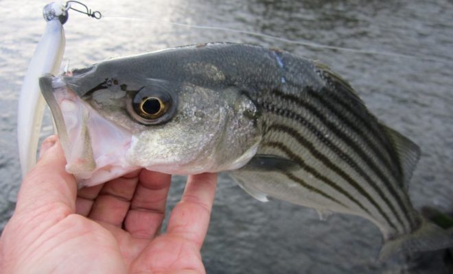 The striper report in Rhode Island is simple right now: They are all over the place!