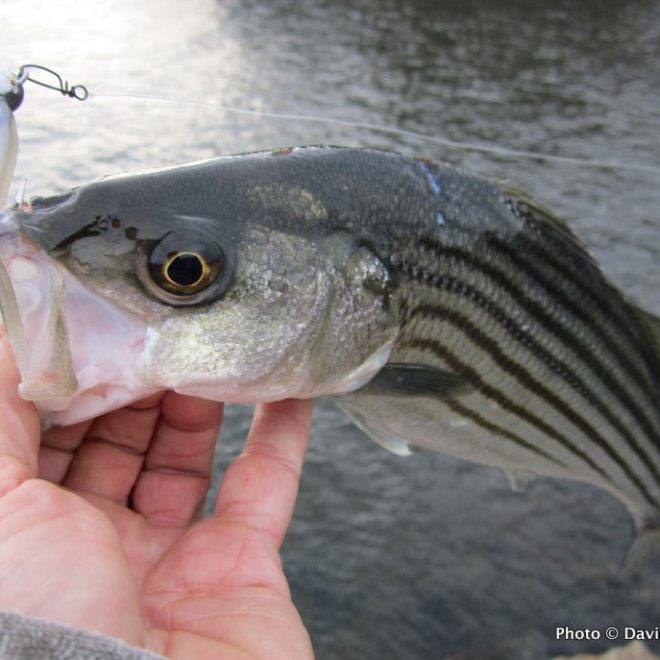 The striper report in Rhode Island is simple right now: They are all over the place!