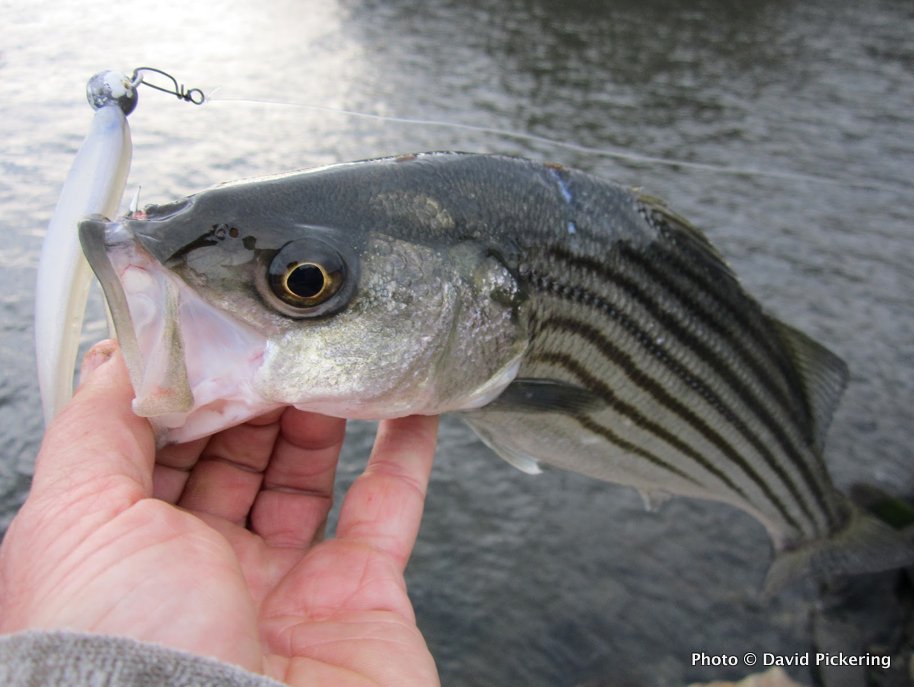 The striper report in Rhode Island is simple right now: They are all over the place!