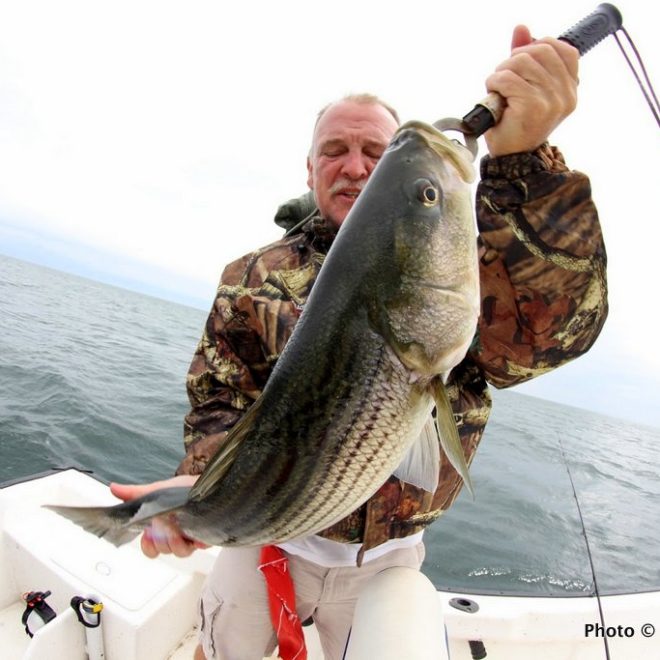 A nice keeper striper caught recently off the RI south shorefront.