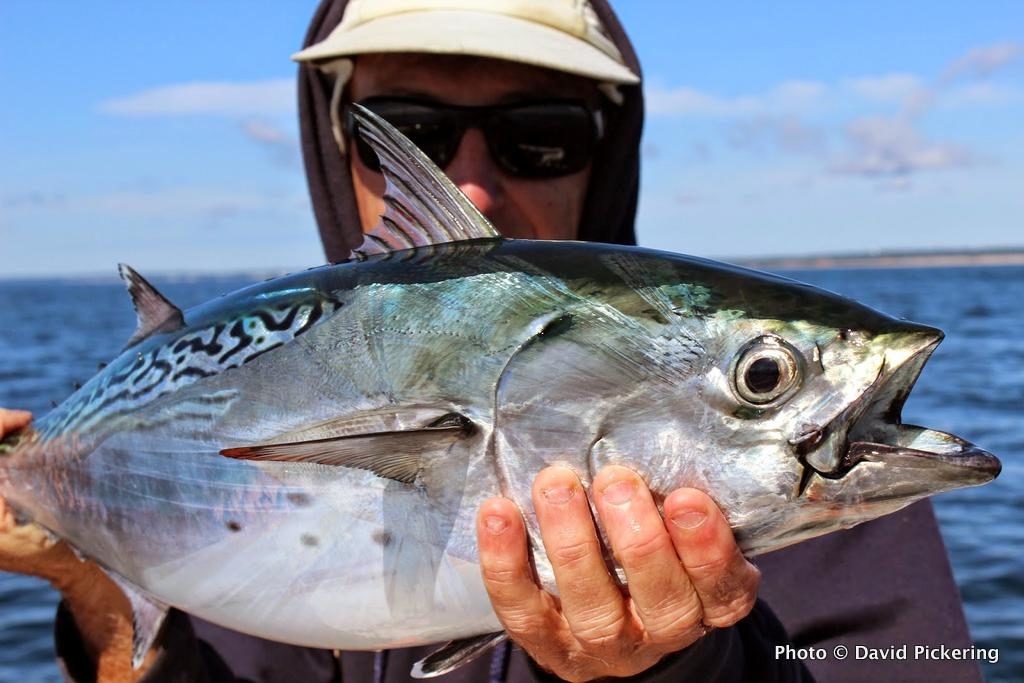 Some of the best albie fishing ever has hit the RI oceanfront. Here's one I landed last weekend.