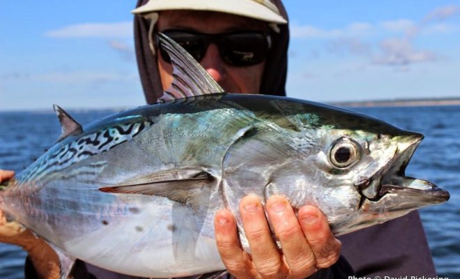 Some of the best albie fishing ever has hit the RI oceanfront. Here's one I landed last weekend.