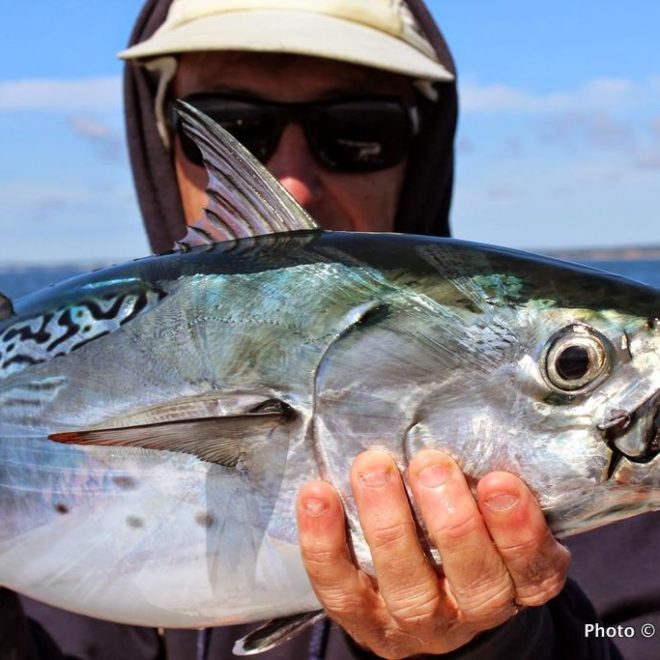 Some of the best albie fishing ever has hit the RI oceanfront. Here's one I landed last weekend.