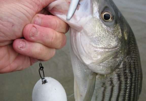 A float and Slug-Go combo scores a nice schoolie. A float and Slug-Go combo scores a nice schoolie.