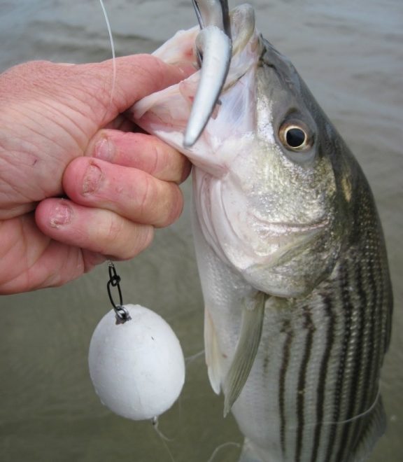 A float and Slug-Go combo scores a nice schoolie.