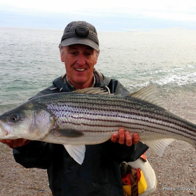 My first keeper of the 2013 Striper season, a nice 15-16-pounder.