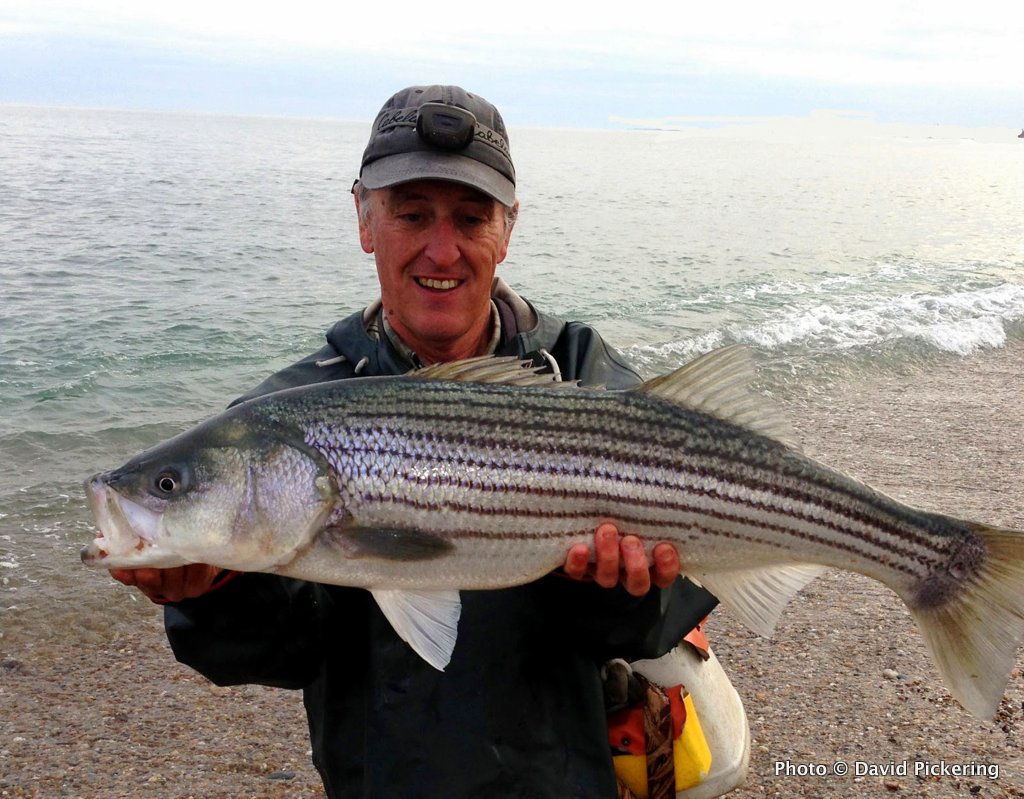 Striper Season Begins First Keeper of 2013 US Harbors