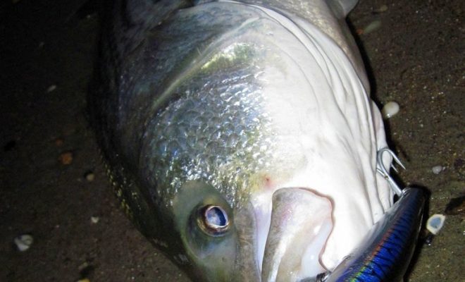 A nice keeper striper and the Daiwa Salt Pro Minnow that I landed it on.