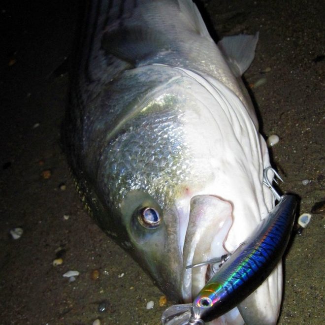 A nice keeper striper and the Daiwa Salt Pro Minnow that I landed it on.