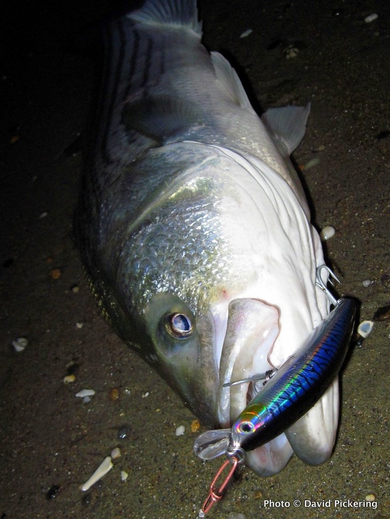 A Hot Plug for Landing Keeper Striped Bass US Harbors
