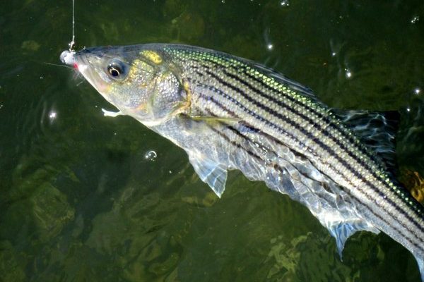 The upper Bay is your best bet for catching anything when the oceanfront is rough, and the upper Bay is schoolie territory.