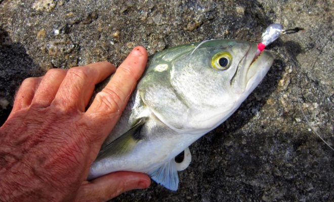 This bluefish hit a flathead jig fished along the bottom.