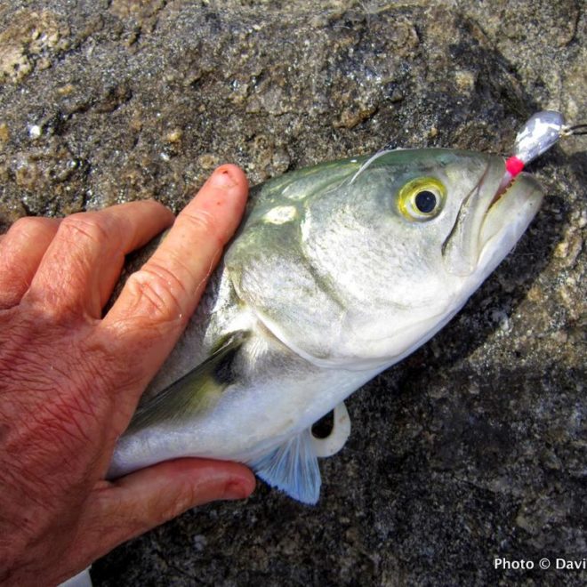 This bluefish hit a flathead jig fished along the bottom.
