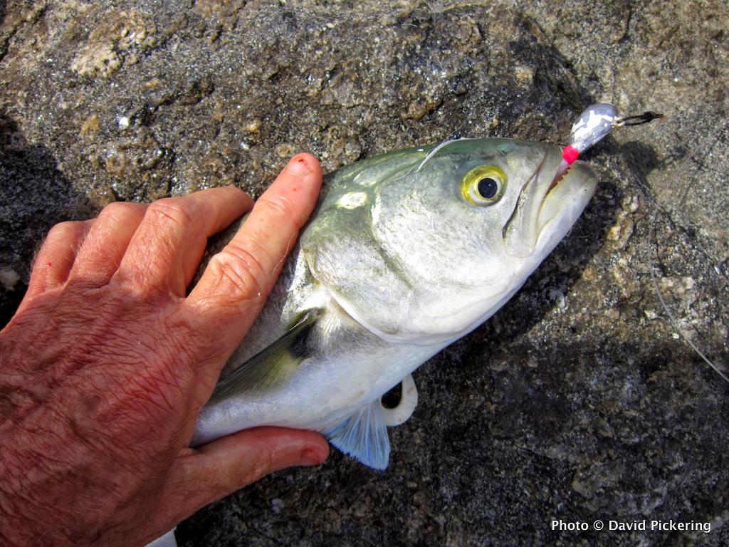 Tips for JigFishing the Bottom During High Summer US Harbors